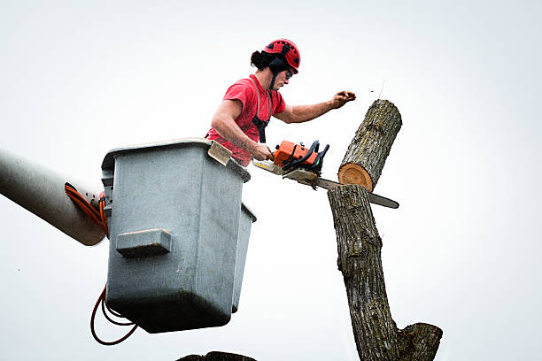 Reliable Aberdeen, SD Tree Services Solutions